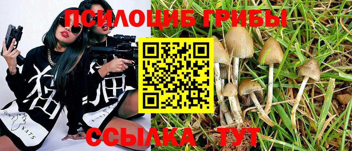 Псилоцибиновые грибы Psilocybe Саки